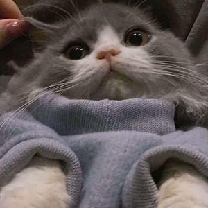 目及皆是你(馒头和狸酱对唱！)