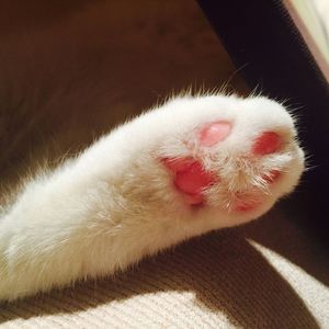 RADWIMPS - 前前前世  slow ver.（翻自 泠鸢yousa）