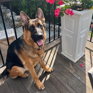 Dogs are faithful pets