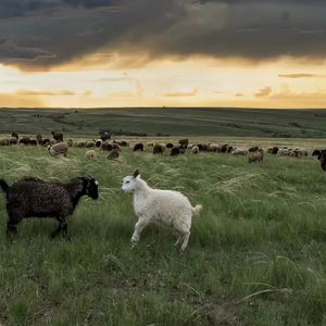 走马 (翻自陈粒)