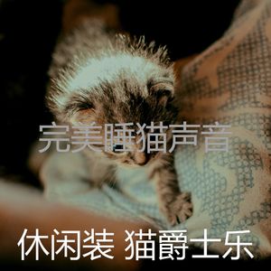 柔和的猫时刻