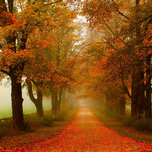 Söküp Alsınlar Beni