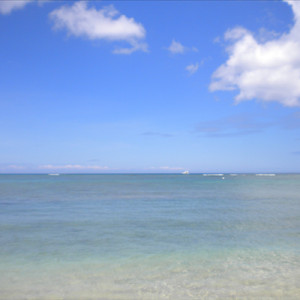 風に揺れる花びら