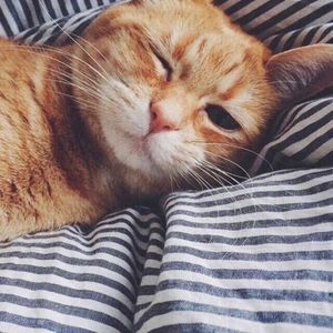 立秋（Cover 筠子）