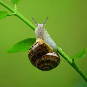 蜗牛 (3)