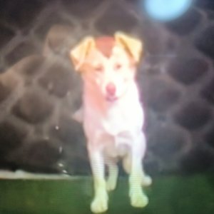 杀我焉用小狗刀.wav