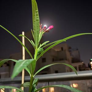 המהלך של יונתן יצחק חזן