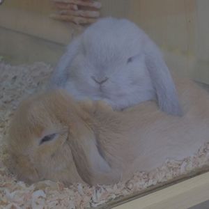 Tsumannai Daily Life