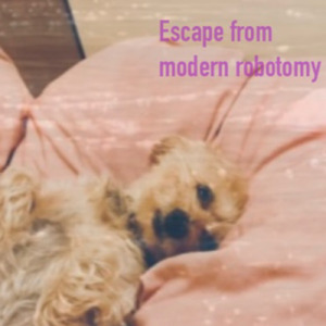 高速道路を走る犬