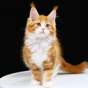 🌒🌓🌔🌕🌖🌗🌘