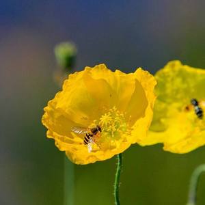 想你想到睡不着