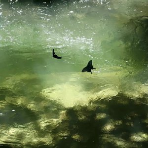 画中游（翻自 王秋实）