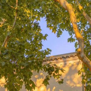 晚风（Cover：Copy）