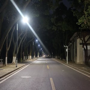 夏日落叶