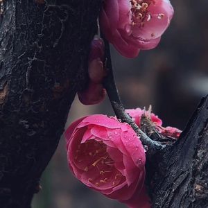 桃花渡