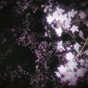 黑蝴蝶（prod by.多芬DolBeatz）