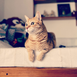 Stewie (Un Gato Tan Gordo Como Épico)