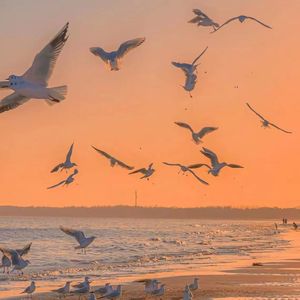 4d4a_2bf3_5fa3_a87f36a4b16dace2596f6f8754c44fff 伴奏