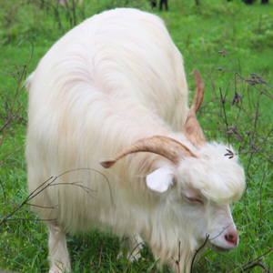 朝辞白帝~拨电李白