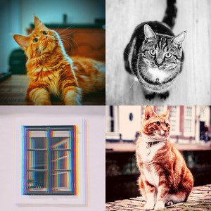 微妙的压力大的猫心情