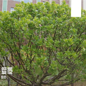 舍不得删的过期天气