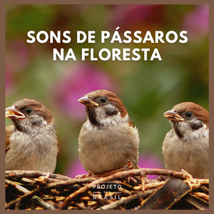 Sons de Pássaros na Floresta (P52)