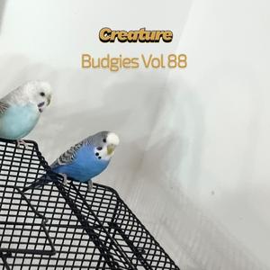 Budgies XXVI (Vol LXXXVIII)