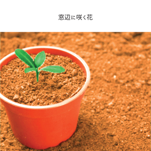 窓辺に咲く花