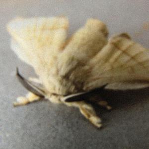 hands up (feat. sxth sns)