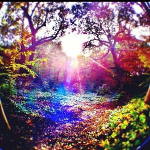 Forest Blunts (feat. Xemnaschrist)