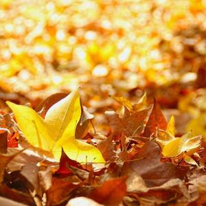 水中花_(cover.谭咏麟)