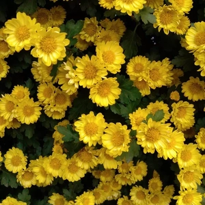 Alone 野外唢呐变调版