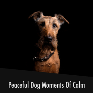 Quintessential Doggy Wellbeing Soundtack