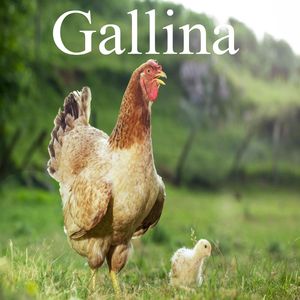 Gallina