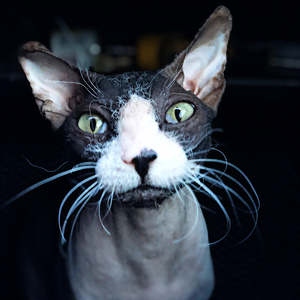 Кота катать
