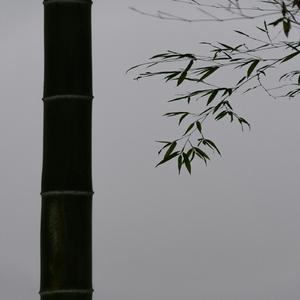 蓑衣