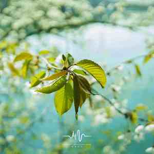 过往的你 (古筝曲)