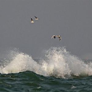 万有引力-抖音枪声版