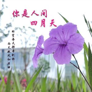 你是人间四月天