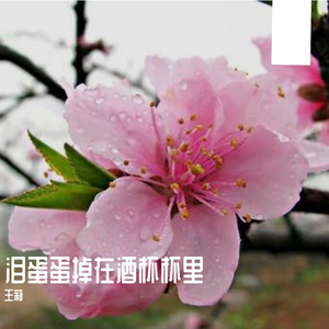 泪蛋蛋掉在酒杯杯里