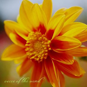 風の声 (feat. Mew & CYBER DIVA)