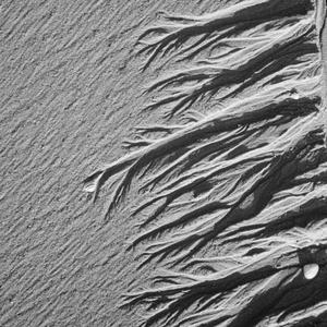 Oosterschelde Kapers