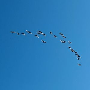 逆风飞翔的翅膀