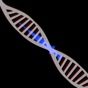 DNA