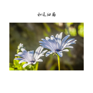 绿暗红稀 (温暖版)