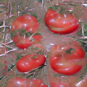 Tomato