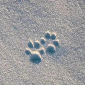 莫斯科没有眼泪（钢琴曲）