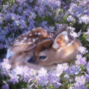 Deer