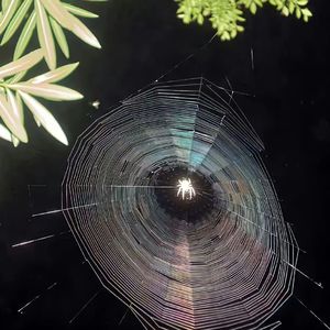 Super Star（温柔女声版）