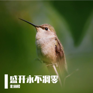 百年孤寂